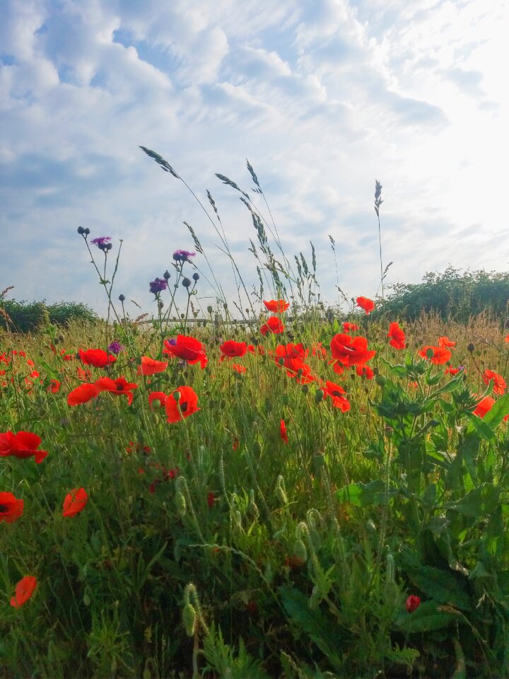 Wheat flower nature