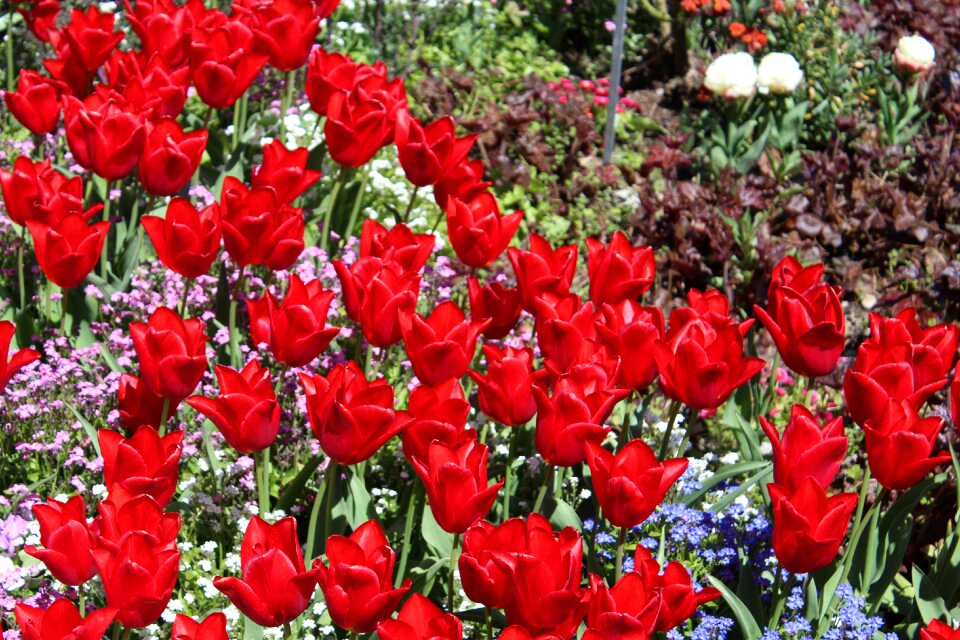Flower meadow flowers botanical