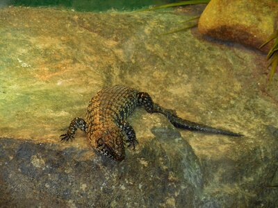 Reptile terrestrial