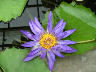 Lotus flower flower rest photo