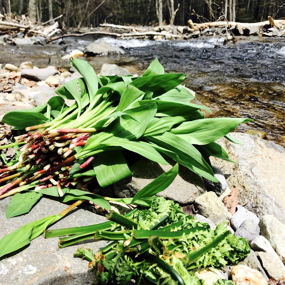 This garbage energy on the garlic river