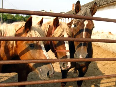 Mares stallions a foal photo