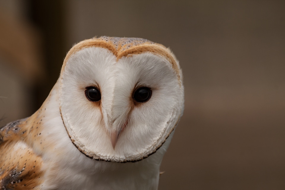 Eyes bird nocturnal