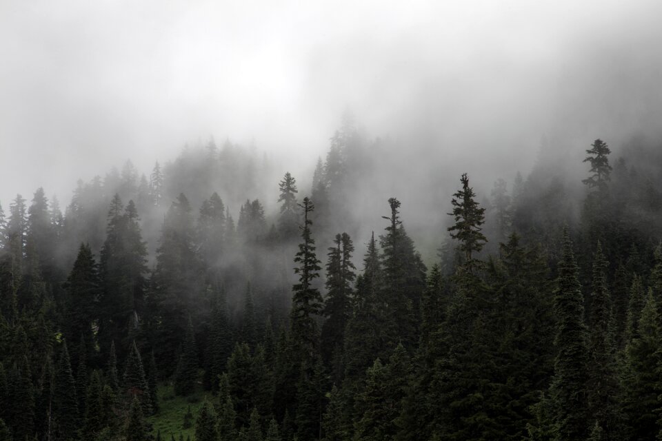 Forest trees fog