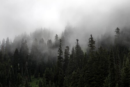 Forest trees fog