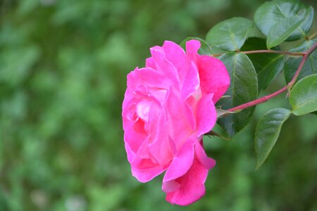 Bush green nature