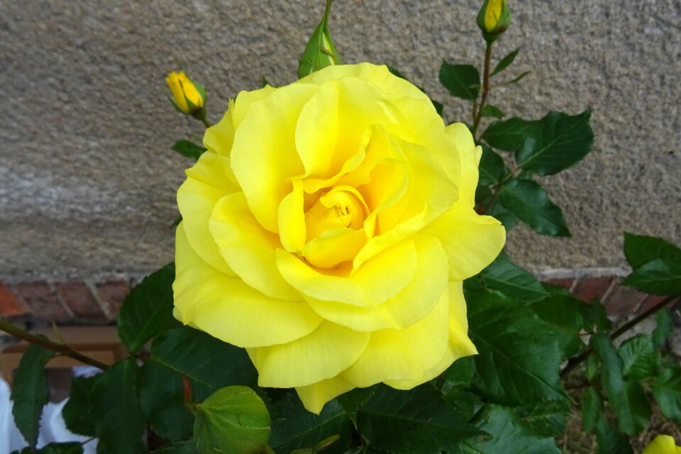 Plant romantic beauty