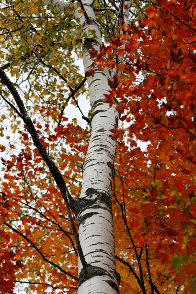 Trunk white bark leaf