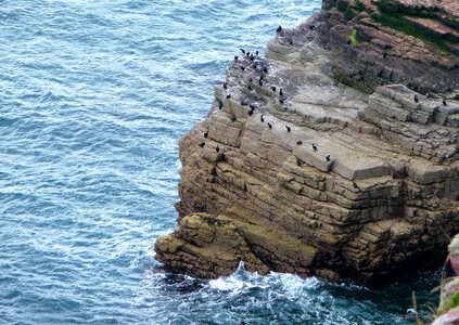 Cap fréhel birds sea