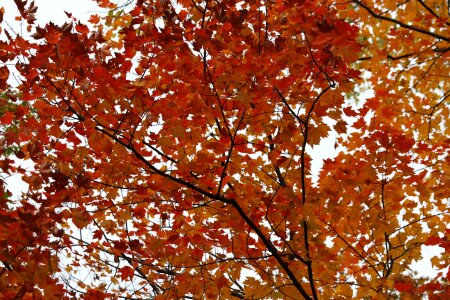 Autumn leaf color photo