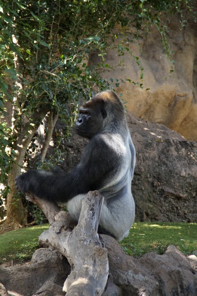 Monkey pose poznan