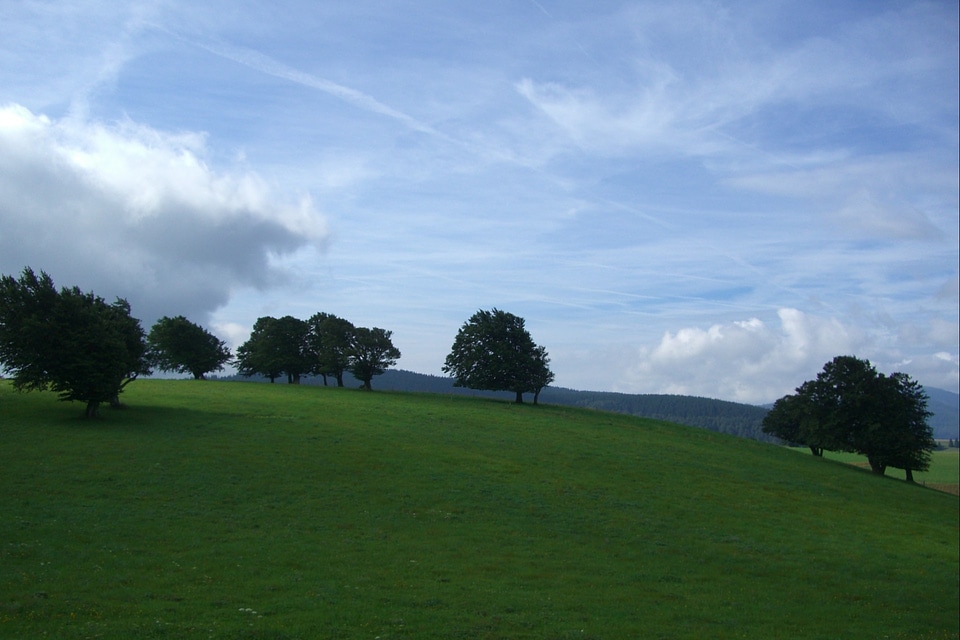 Meadow pasture schauinsland