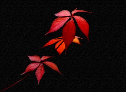 Nature fall foliage leaf