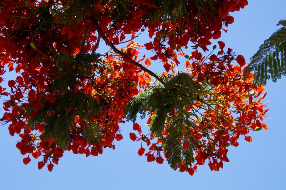 Red flowers flourishing tree photo