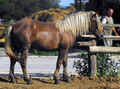 Mare stallion plemenník