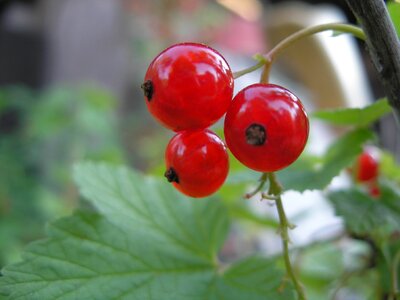 Currant plant red currant