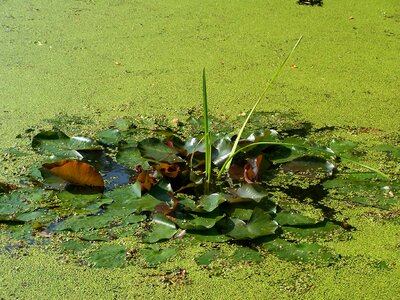 Nature water teichplanze photo