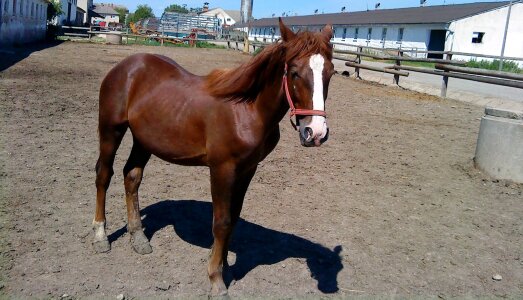 Horse mare stallion