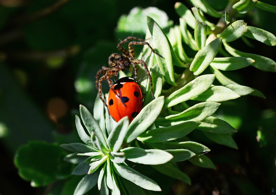 Seven-spot ladybird hunting prey