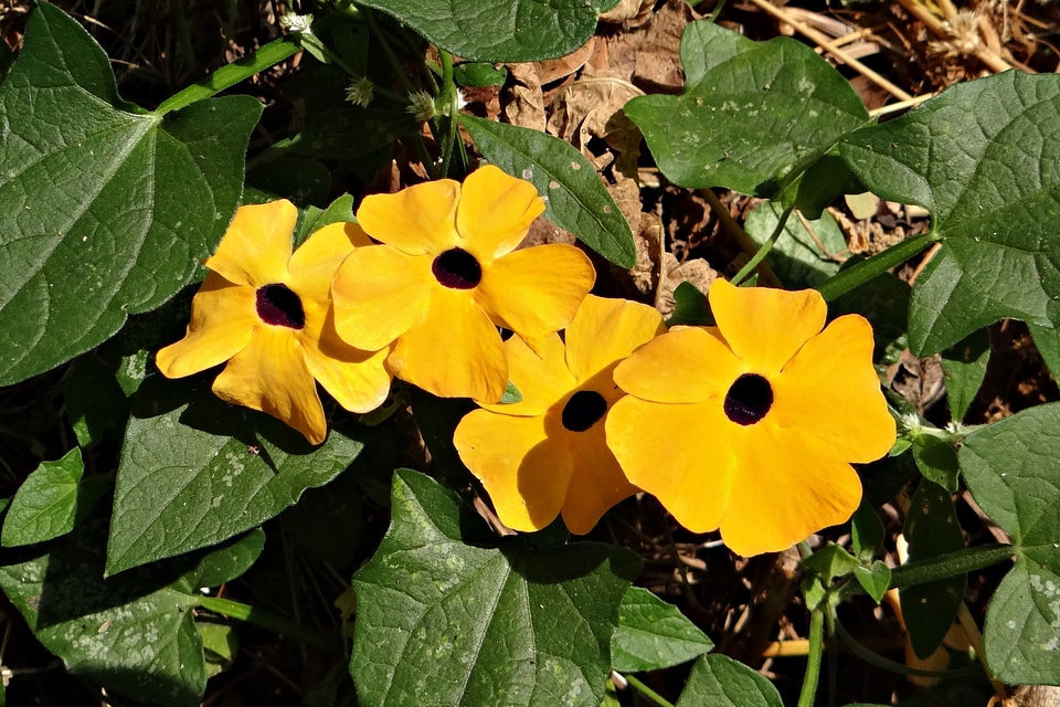 Gold flora wild flower