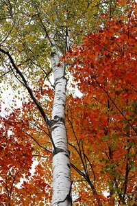 Color leaf fall photo