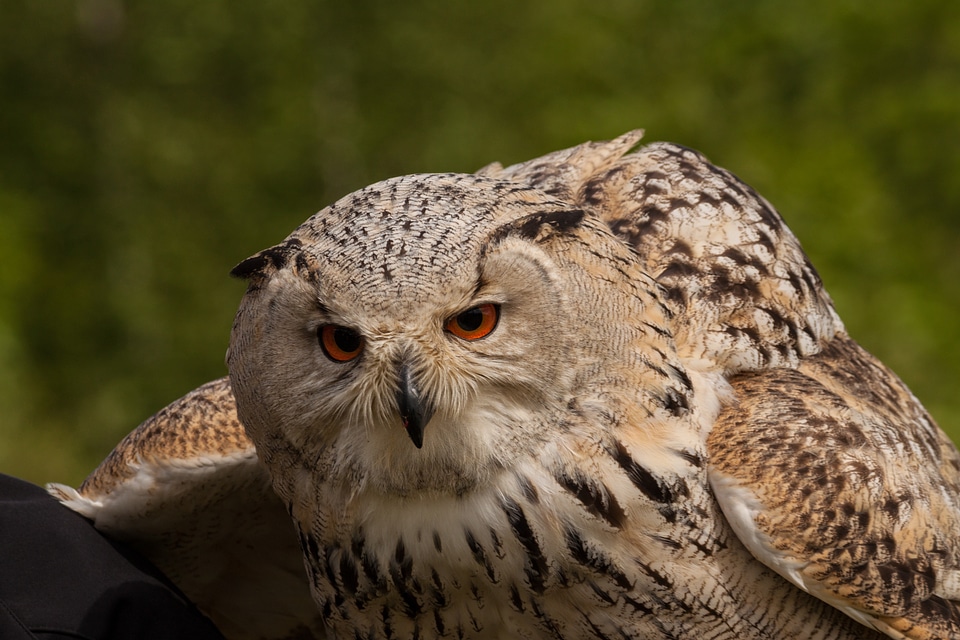Eyes night active bird
