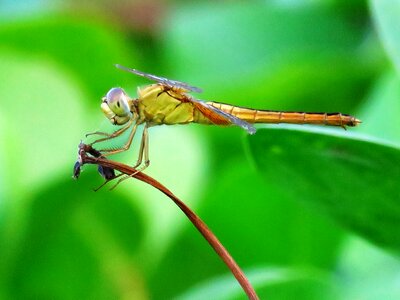 Macro resting
