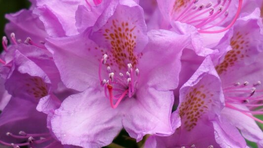 Flowers pink flower flora