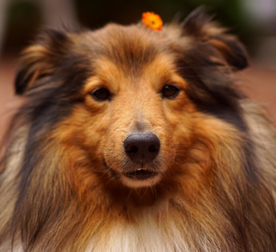 Dog's nose dog pet