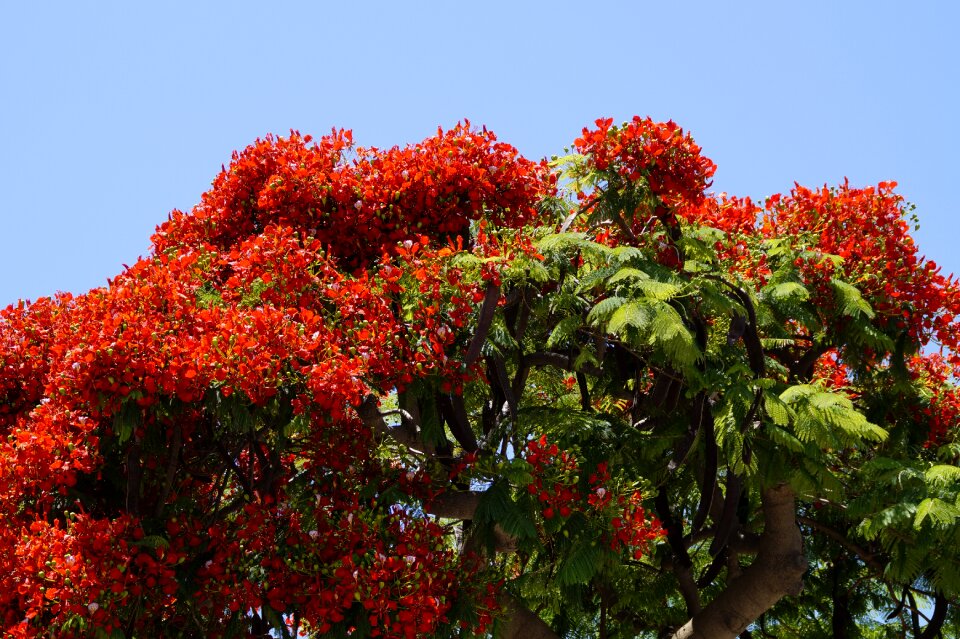 Flowers tropics bright