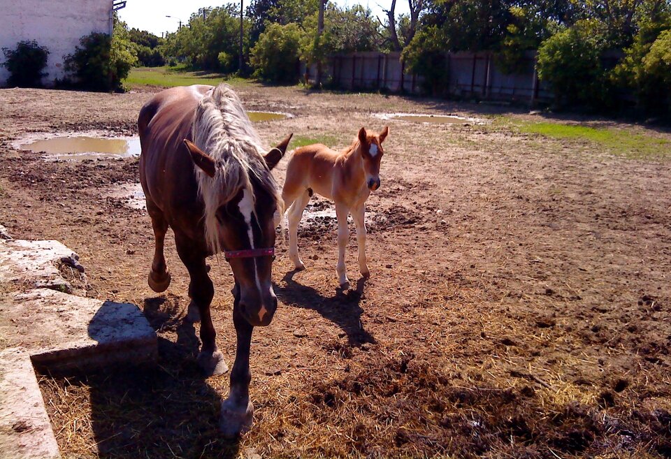 Stallion a foal horses