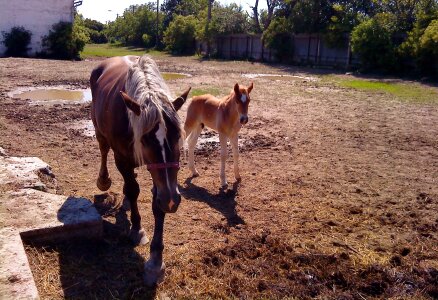 Stallion a foal horses