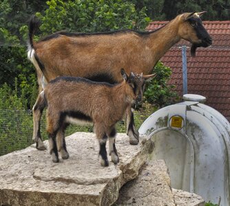 Small goat young animal domestic goat photo