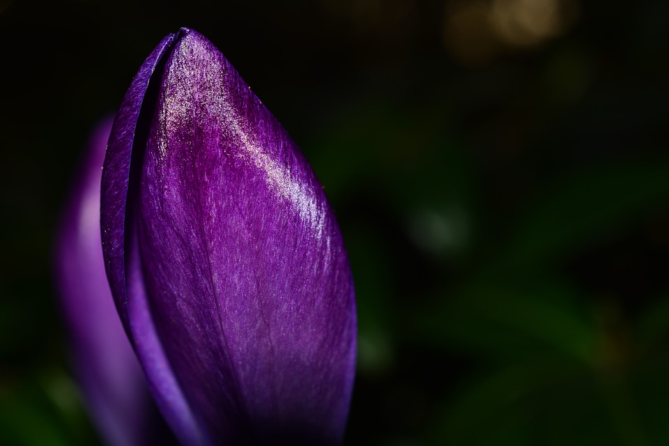 Purple blossom bloom