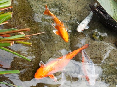 Fish nature pet