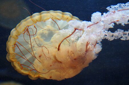 Fluoresce aquarium water photo