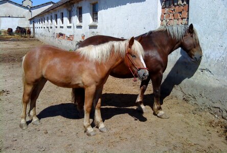 Stallion a foal horses photo