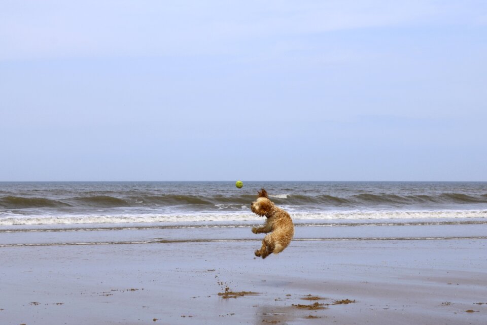 Cockapoo puppy summer