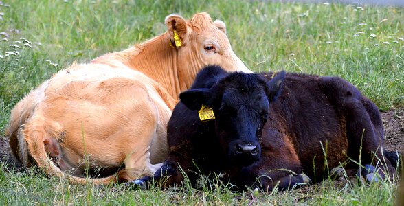 Meadow agriculture cattle