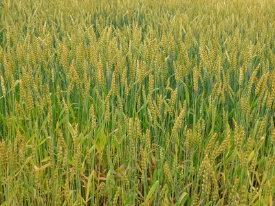 Wheat more too wheat fields photo