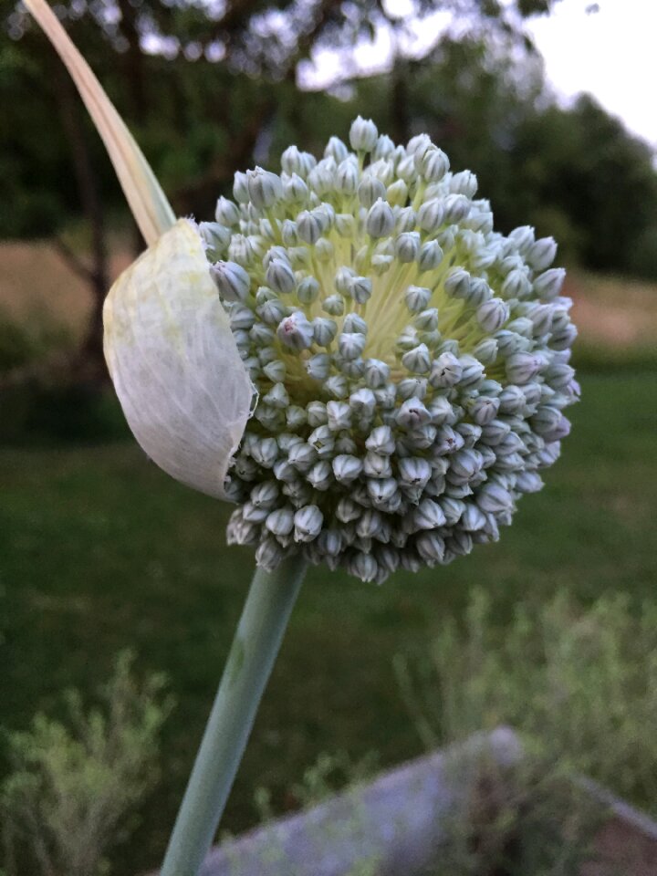 Vegetable garden vegetables seeds