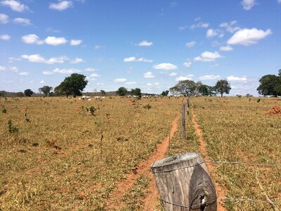 Dry pasture livestock