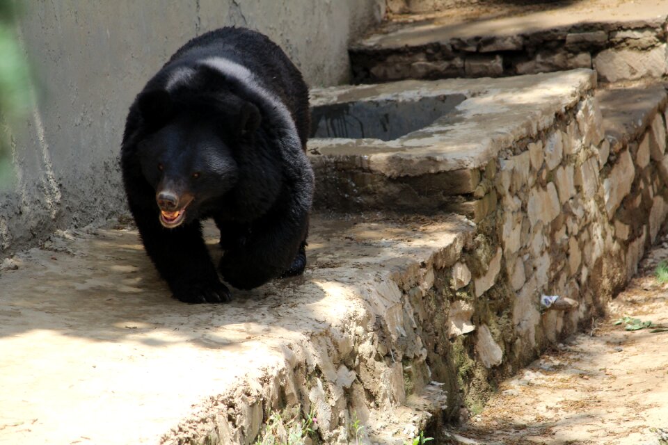 Asiatic bear himalayan bear