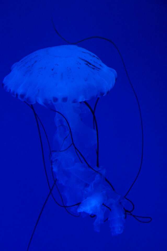 Fluoresce aquarium water