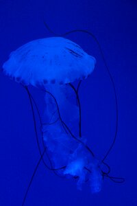 Fluoresce aquarium water photo