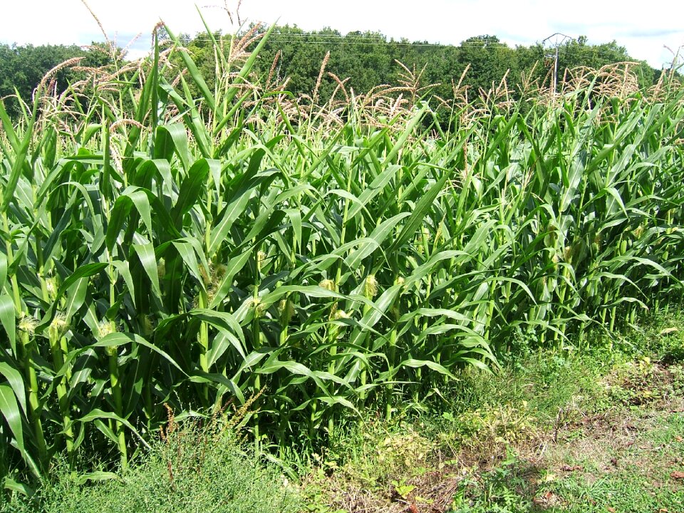 Cereals agriculture cultures