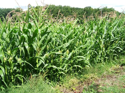Cereals agriculture cultures