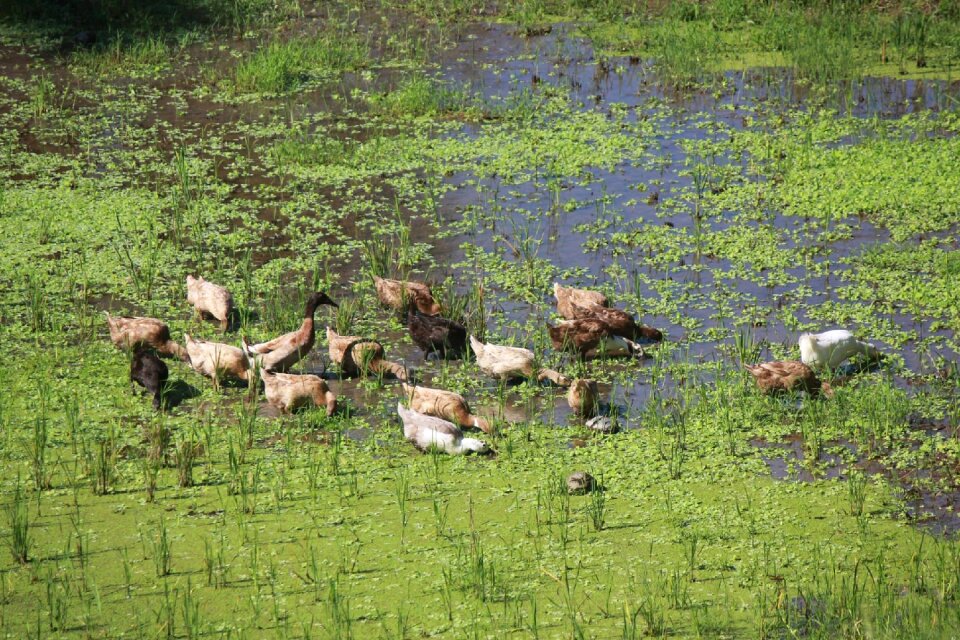 Rice field green rice