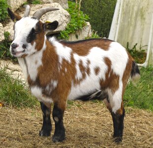 Young animal domestic goat young goat