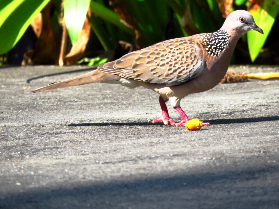 Bird feed outdoor